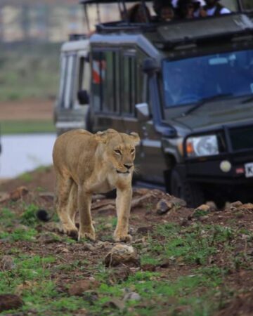 Game Drive 